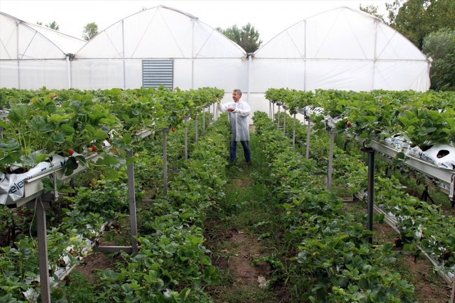 Hobi amaçlı çilek üretimi 150 çiftçinin gelir kapısı oldu